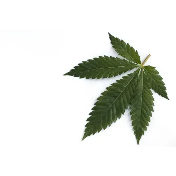 Organic Dry Stevia Leaf